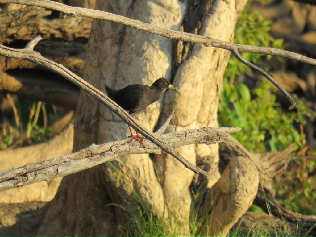 Black Crake - ML644159611