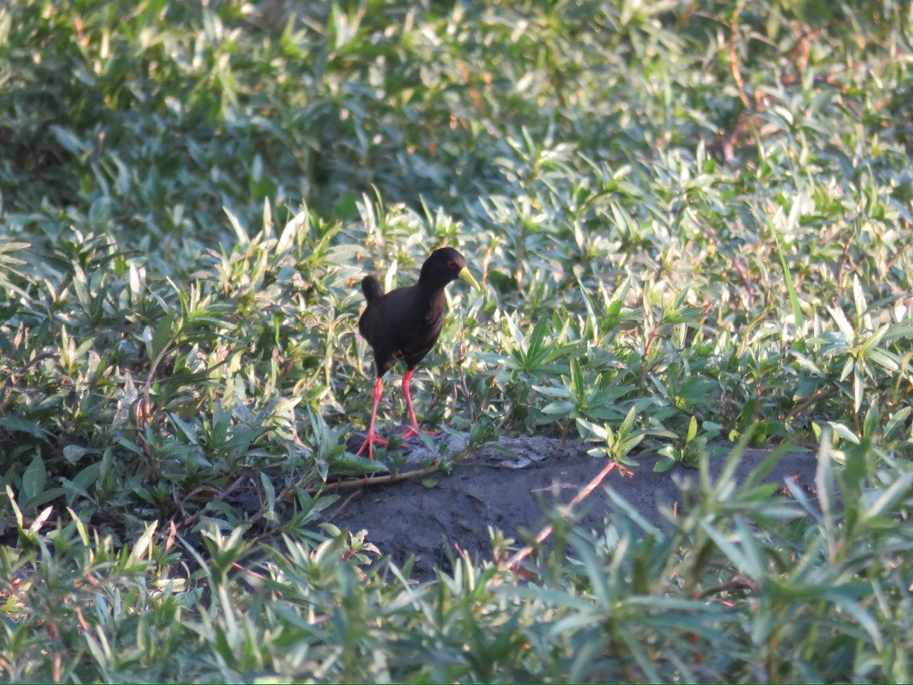 Black Crake - ML644159612