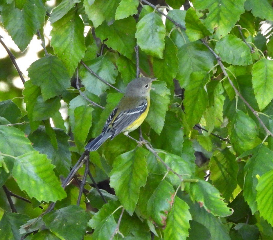 Magnolia Warbler - ML644159630