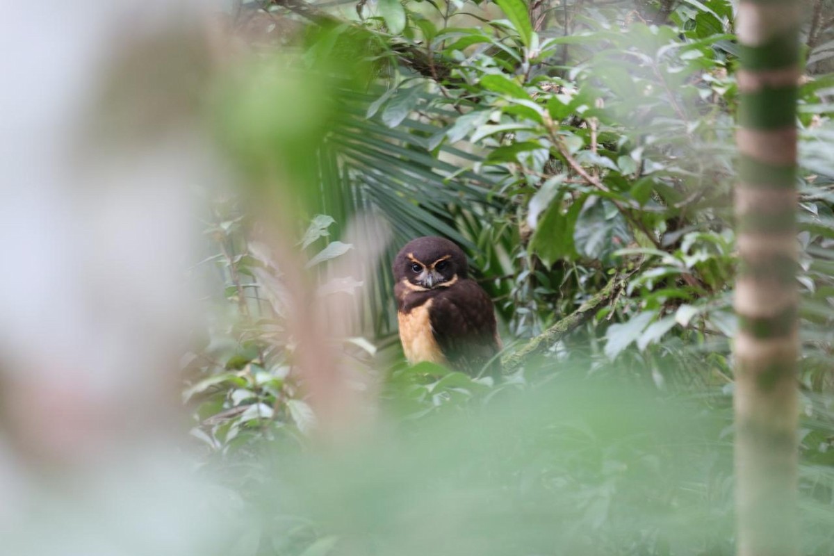 キマユメガネフクロウ - ML644159648