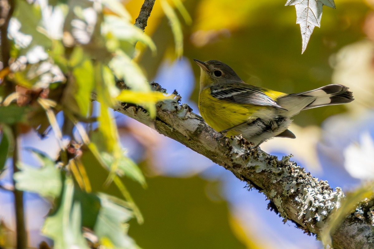 Magnolia Warbler - ML644159653