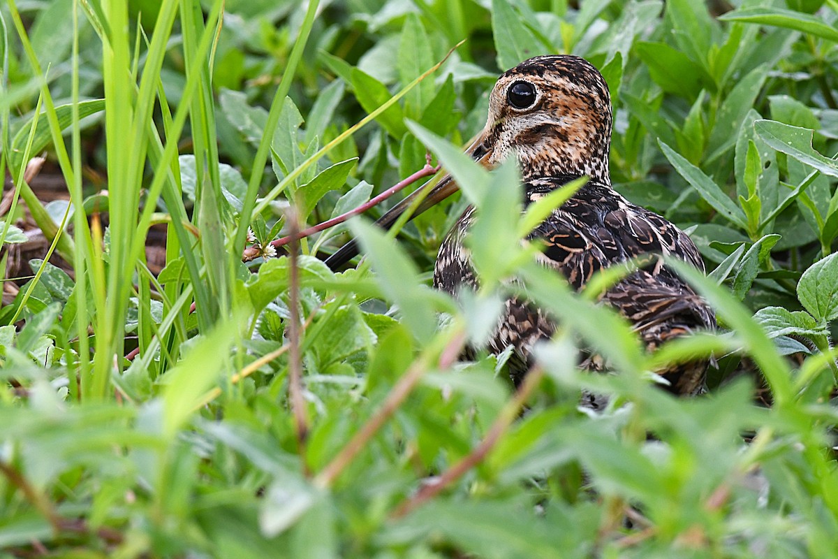 ハリオシギ - ML644159662