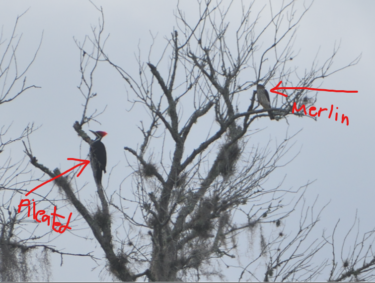 Smeriglio - ML644159701