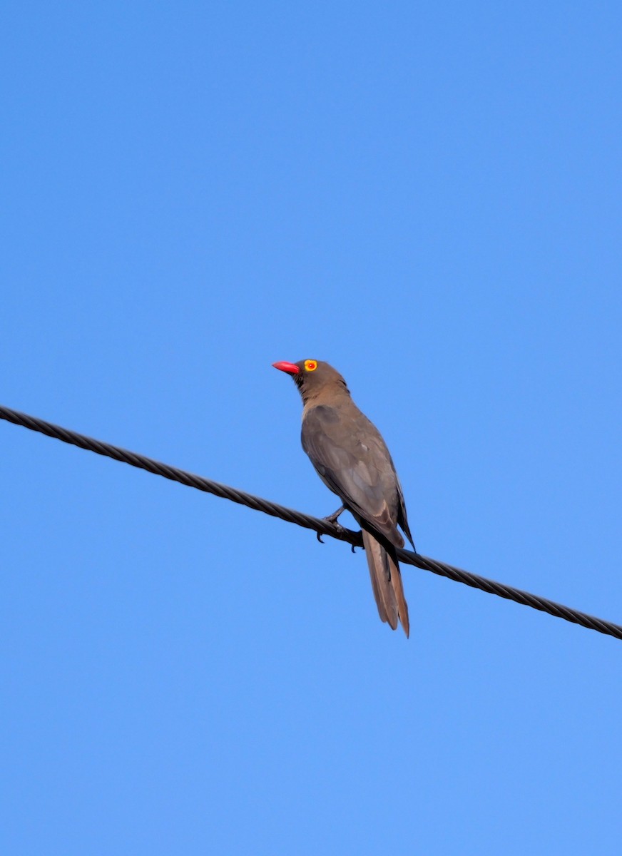 Red-billed Oxpecker - ML644159711