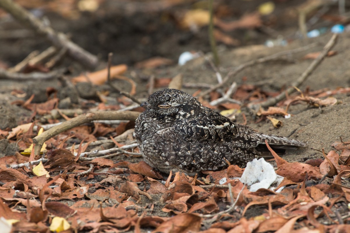 Savanna Nightjar (Sunda) - ML644159737