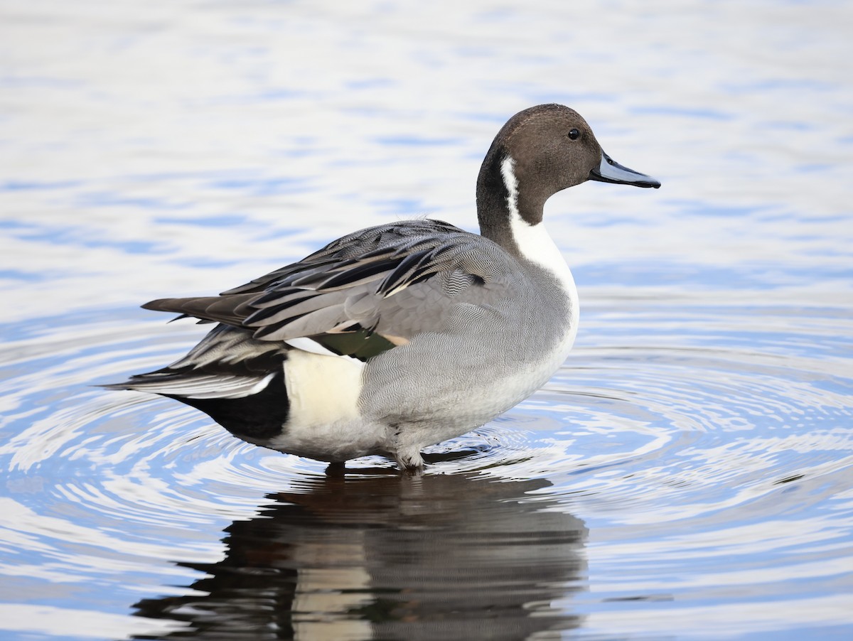 Northern Pintail - ML644159789