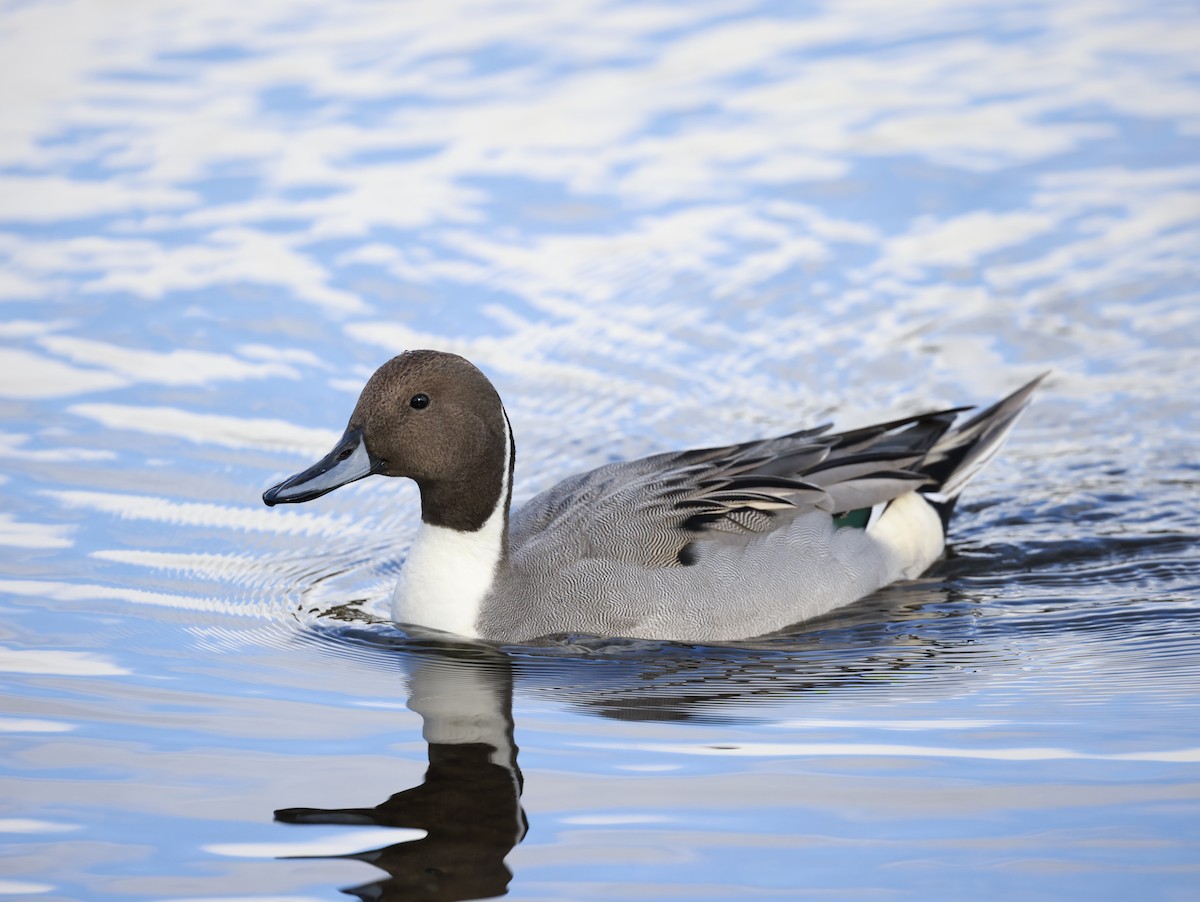 Northern Pintail - ML644159790