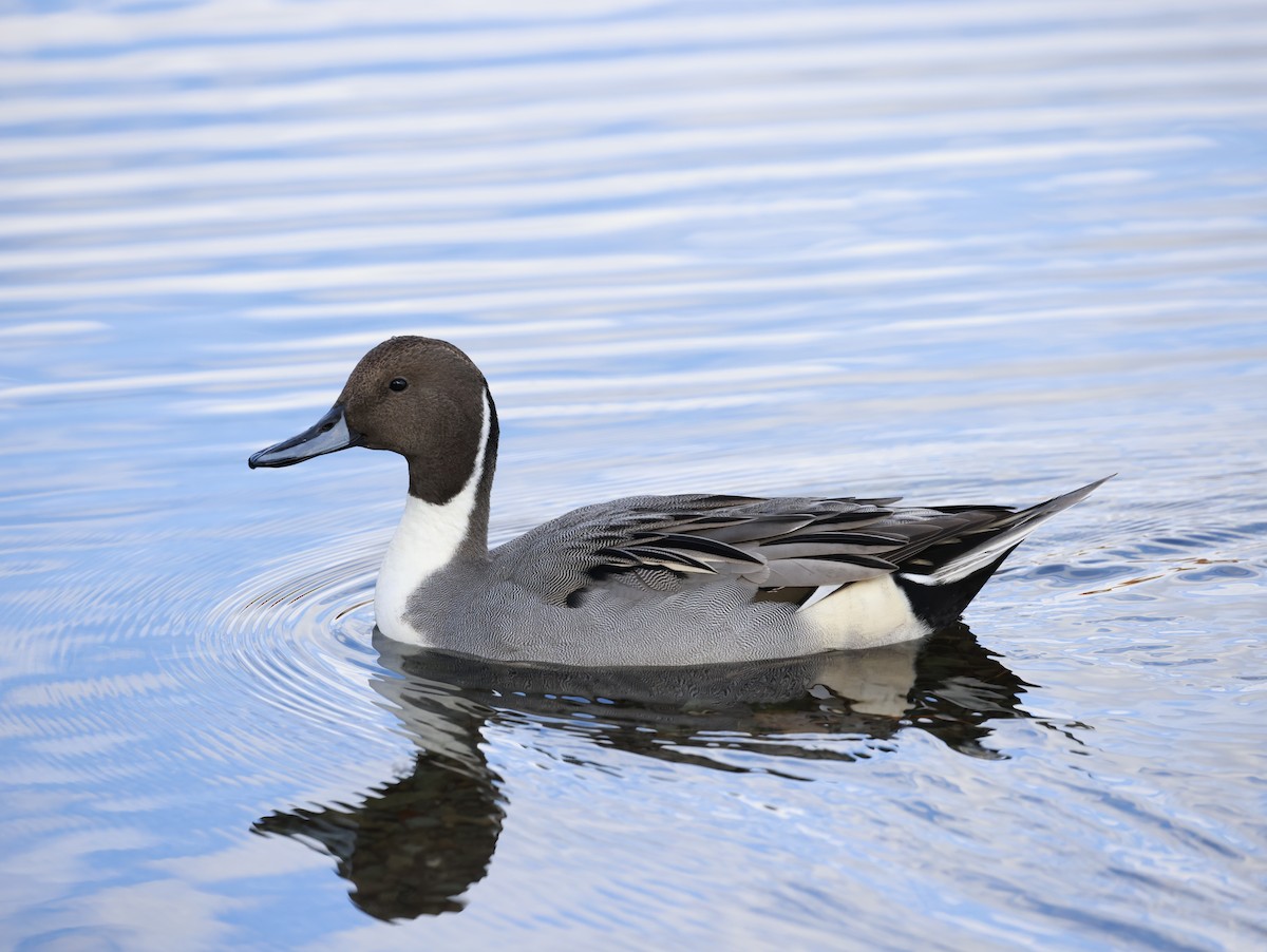 Northern Pintail - ML644159792