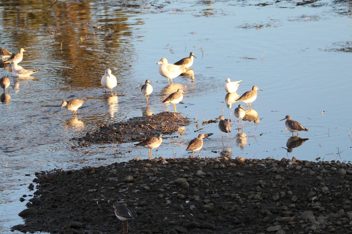 vodouš velký - ML644159824