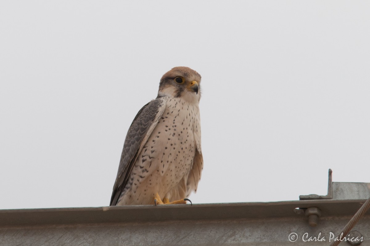 ラナーハヤブサ - ML644159846