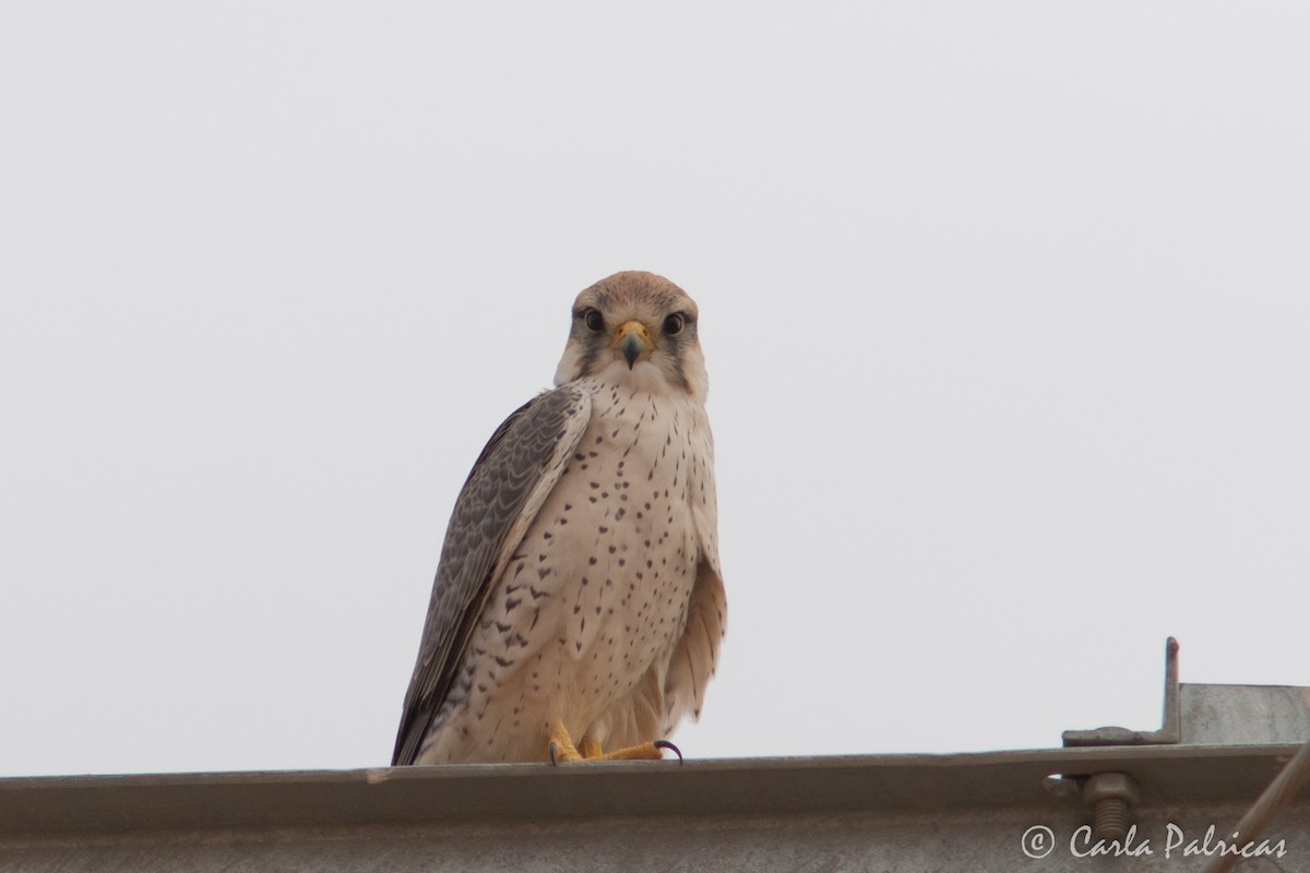 ラナーハヤブサ - ML644159847