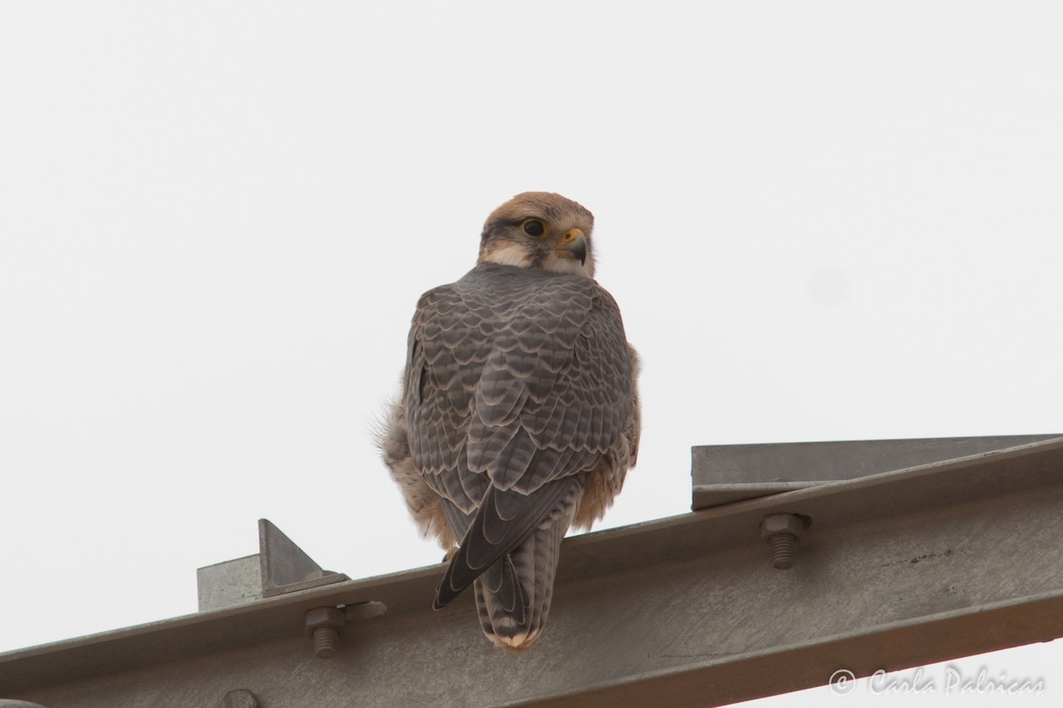 ラナーハヤブサ - ML644159848