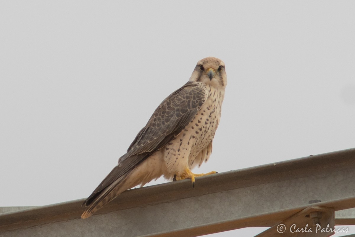 ラナーハヤブサ - ML644159849