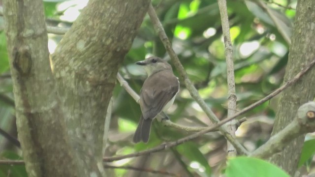 Mangrove Whistler - ML644159850