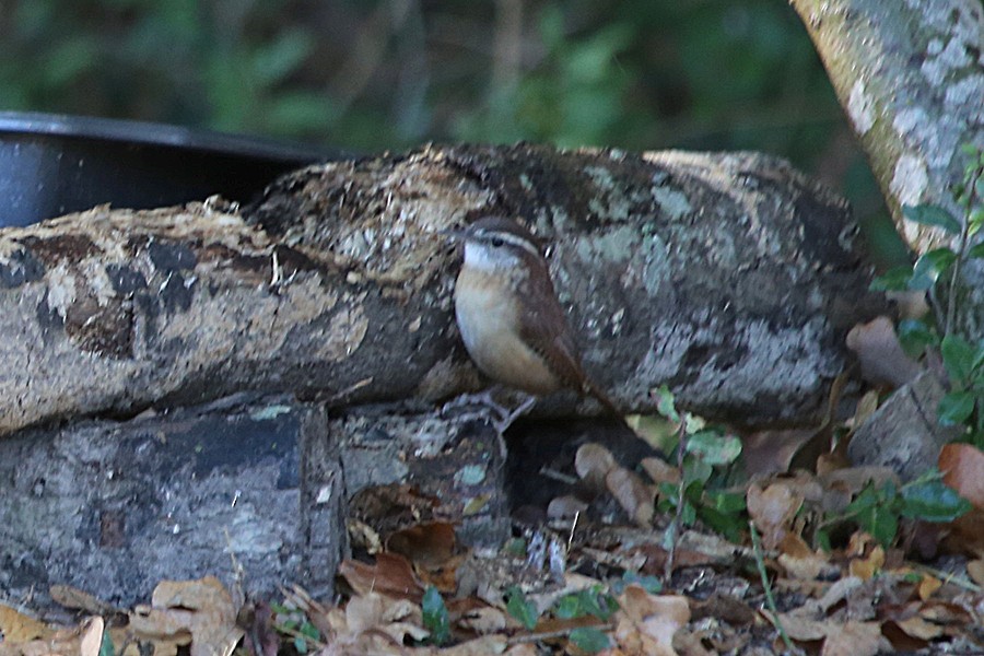 Troglodyte de Caroline - ML644159865