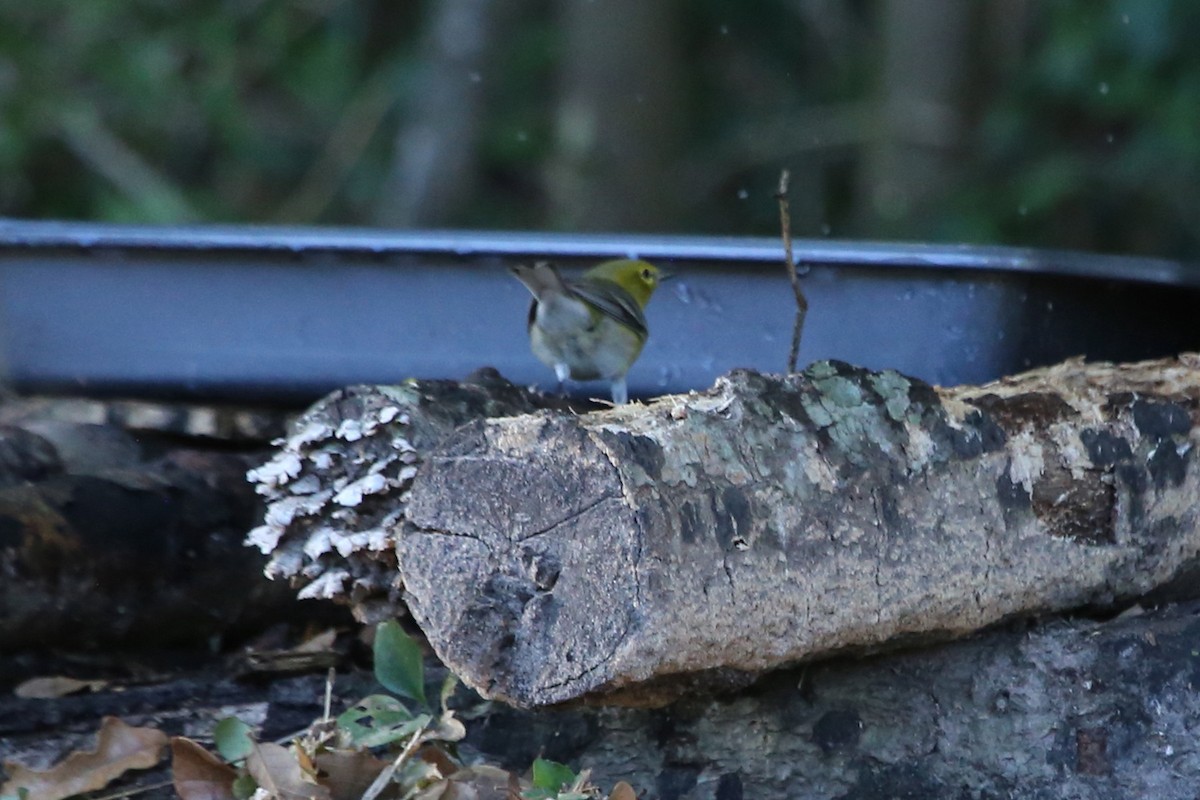 Pine Warbler - ML644159879