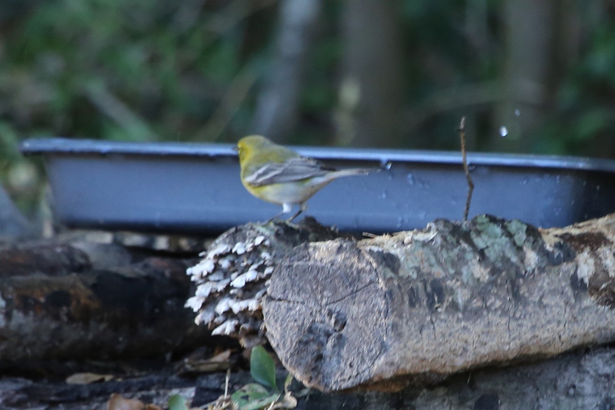Pine Warbler - ML644159880