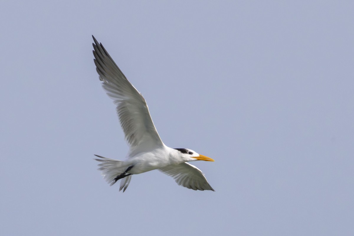 Royal Tern - ML644159889