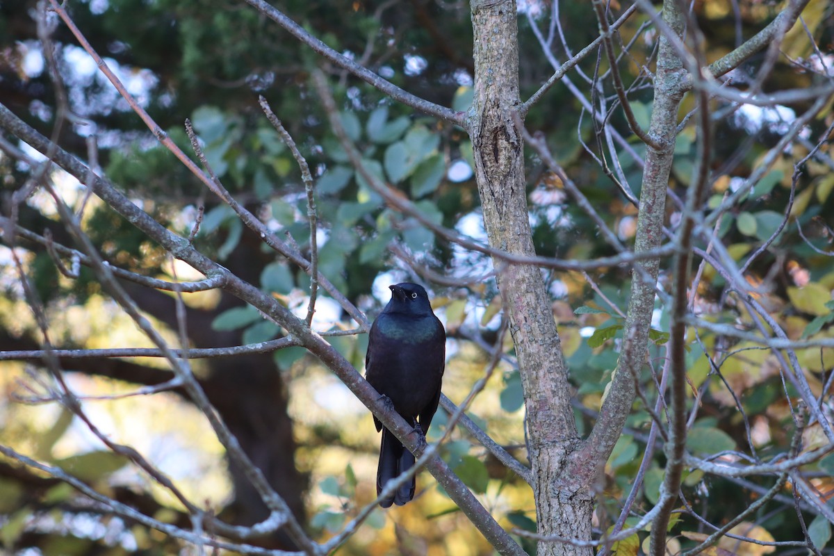 Common Grackle - ML644159891