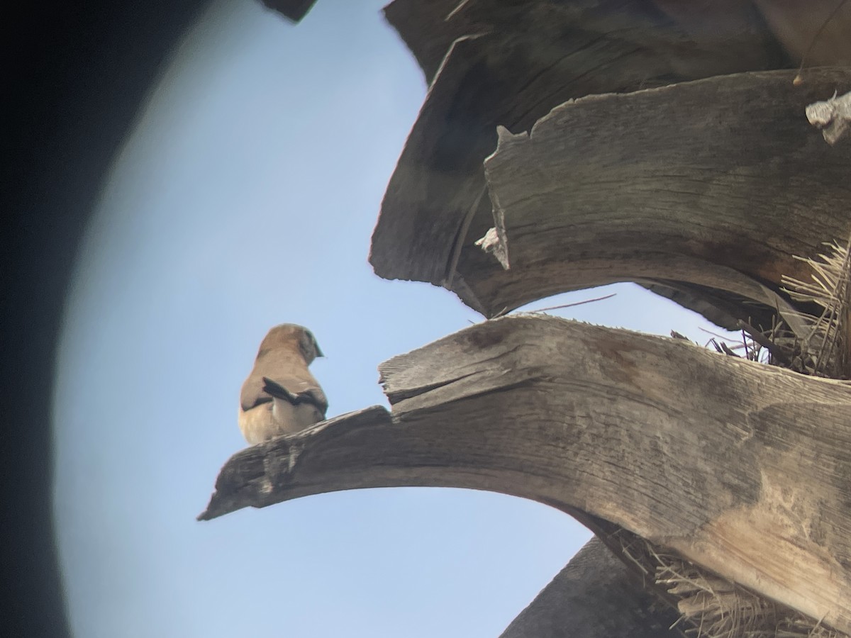 Indian Silverbill - ML644159895