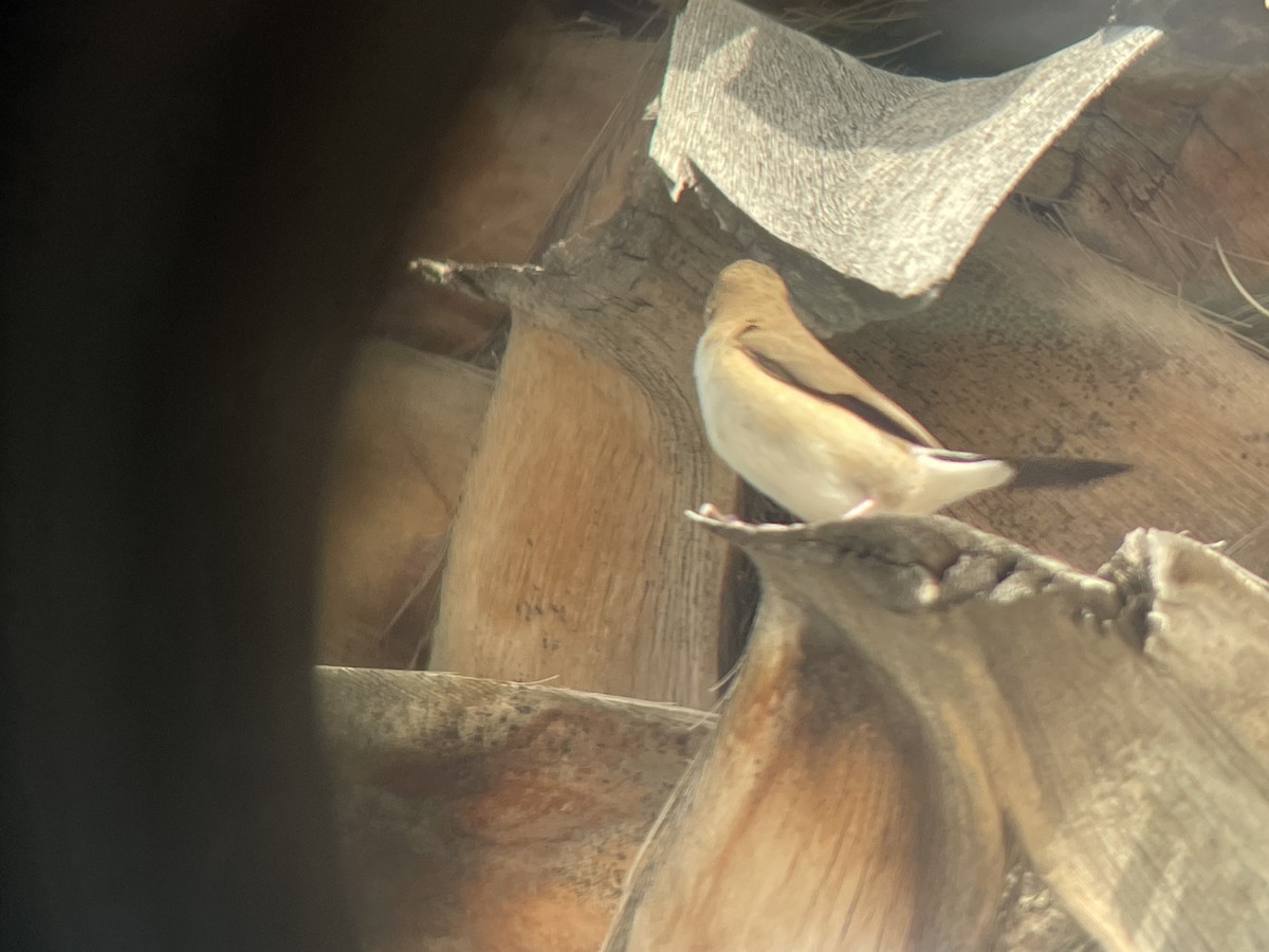 Indian Silverbill - ML644159896