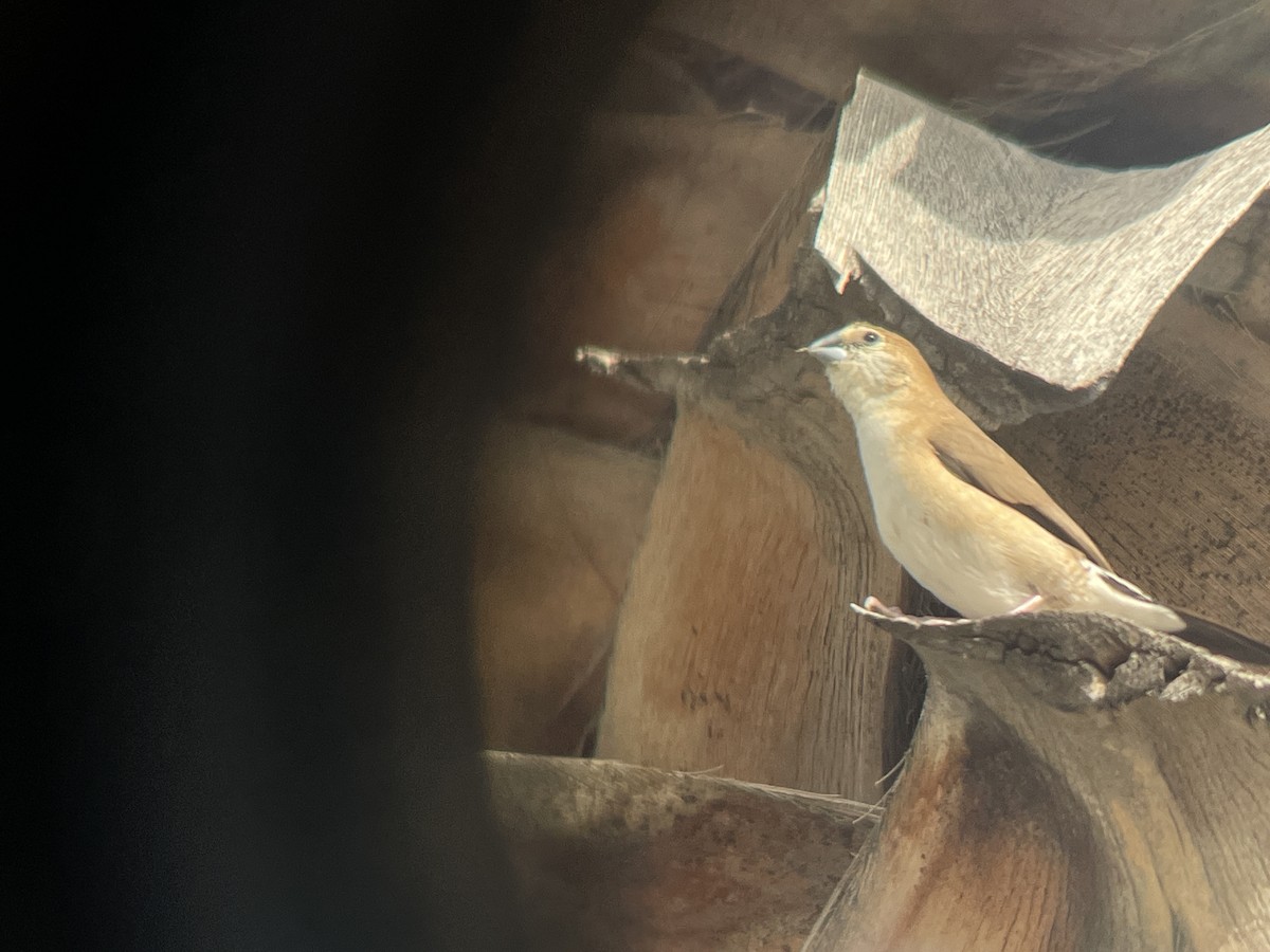 Indian Silverbill - ML644159897