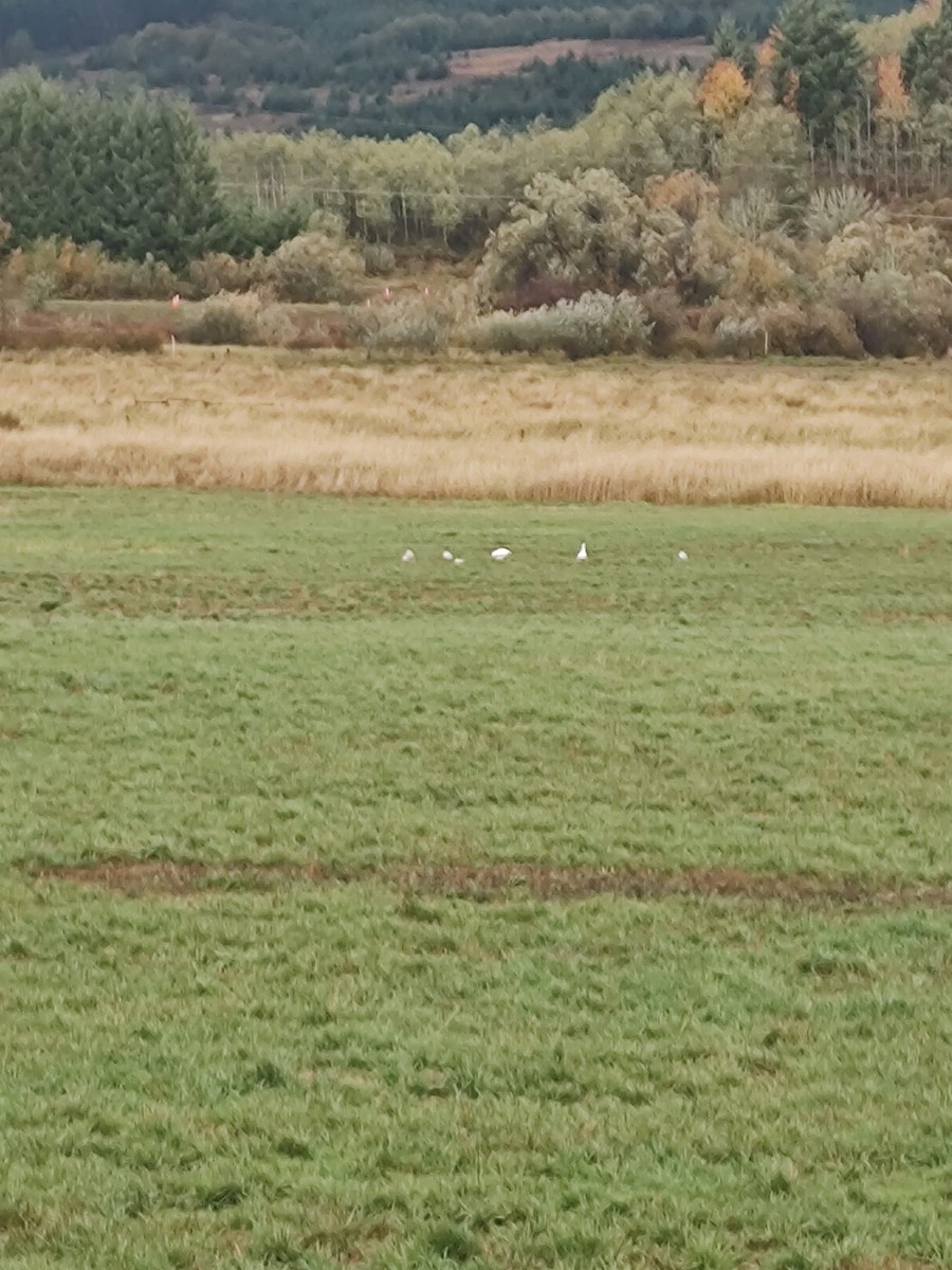 Elur-antzara - ML644159905