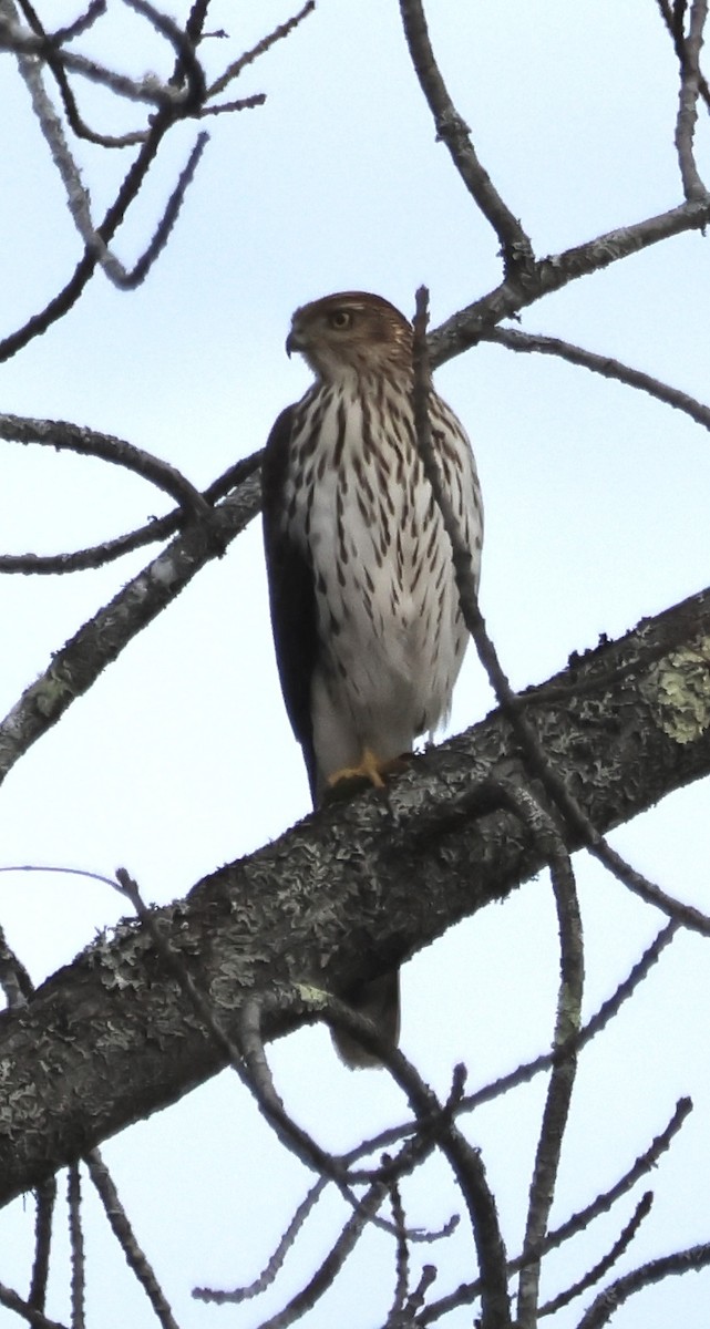 クーパーハイタカ - ML644159911