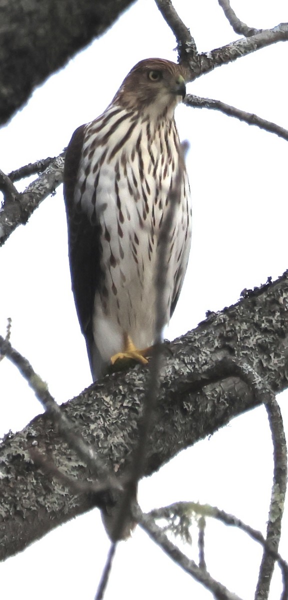 クーパーハイタカ - ML644159912