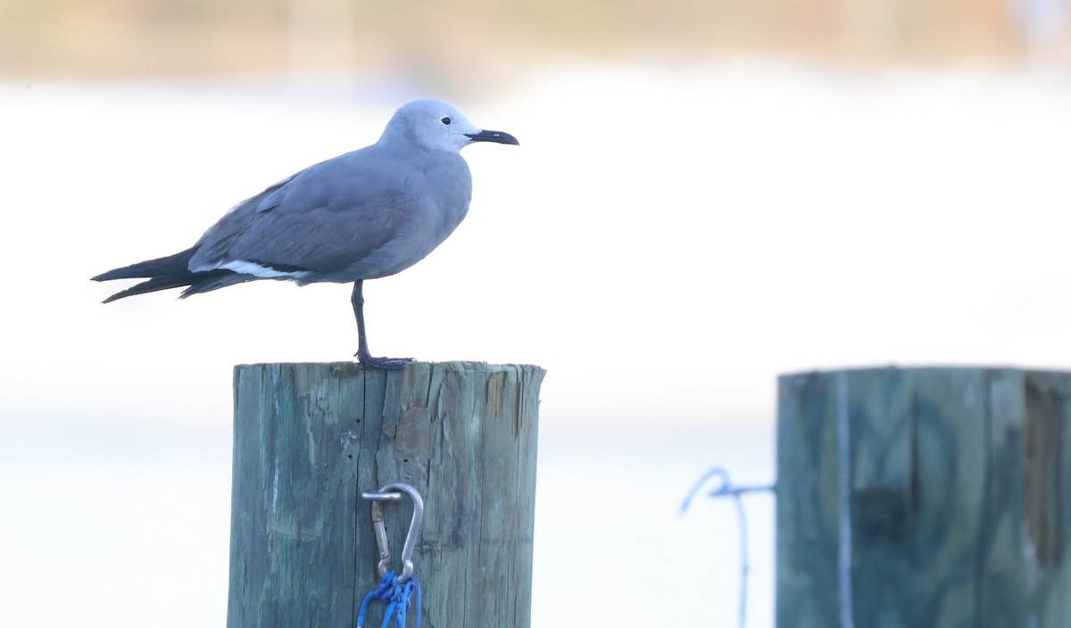 ハイイロカモメ - ML644159922