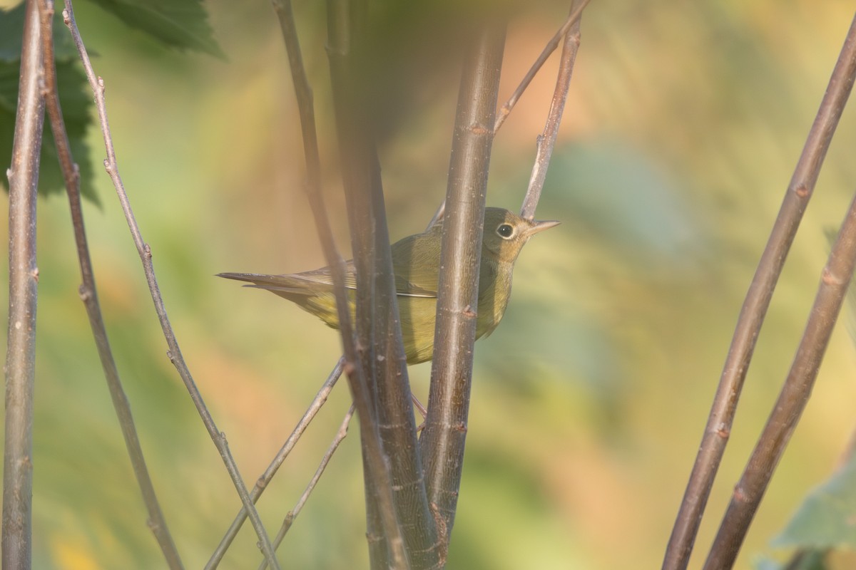 ハイムネアメリカムシクイ - ML644159925