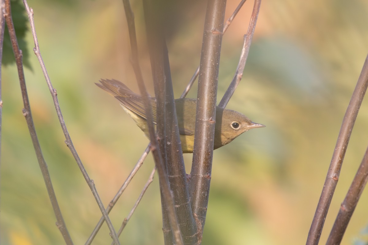 ハイムネアメリカムシクイ - ML644159929