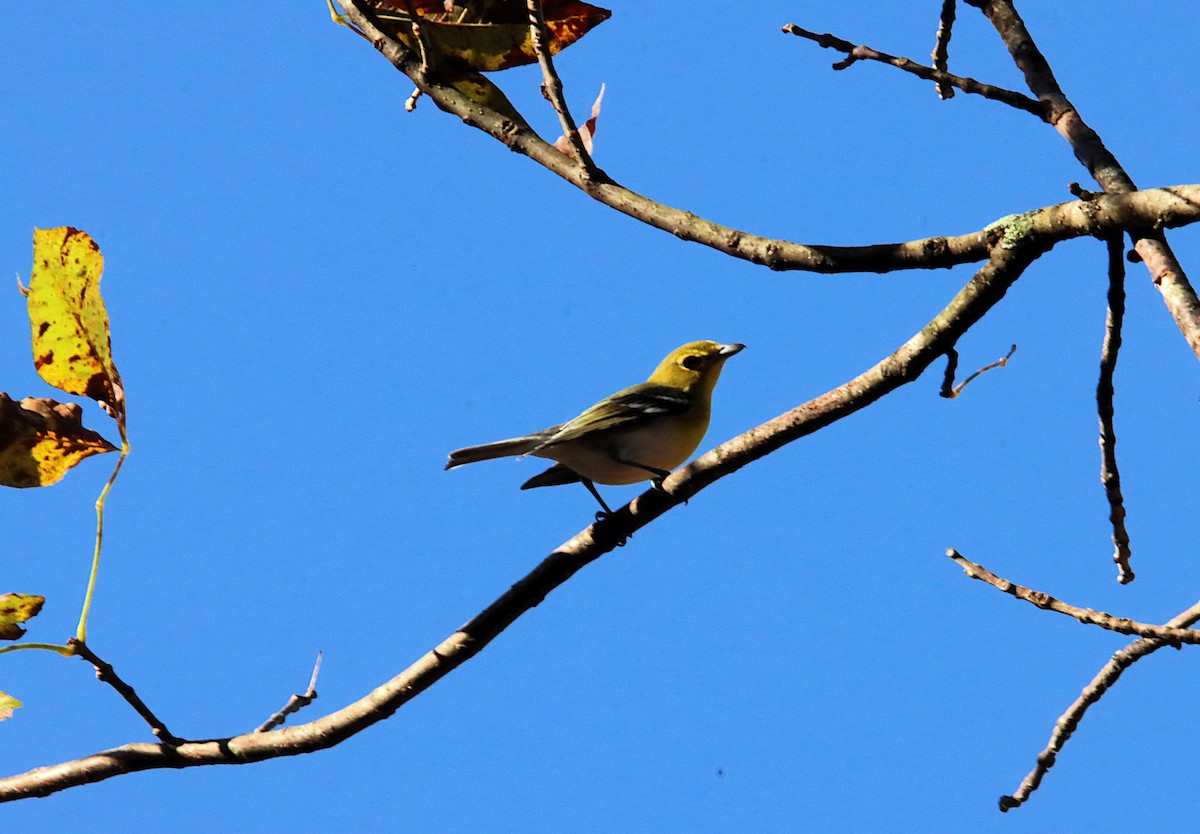 Sarı Gerdanlı Vireo - ML644159930
