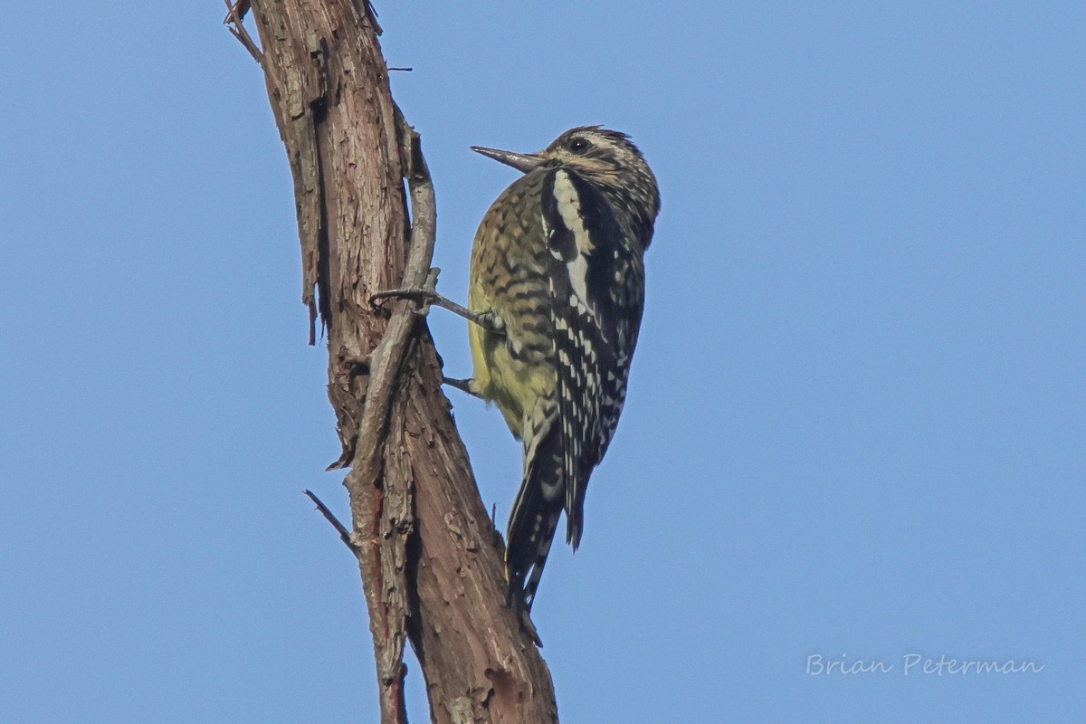 Yellow-bellied Sapsucker - ML644159935