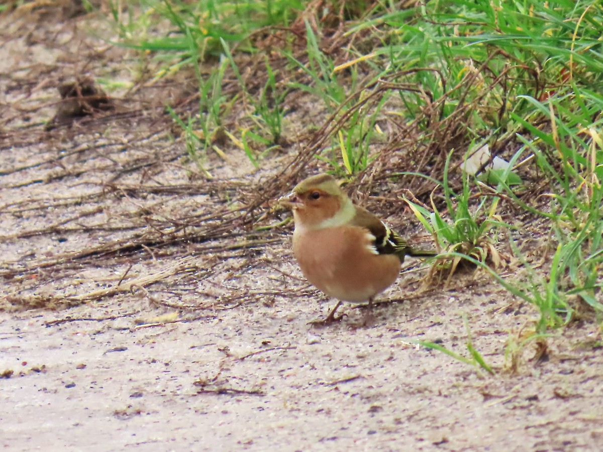 Common Chaffinch - ML644159936