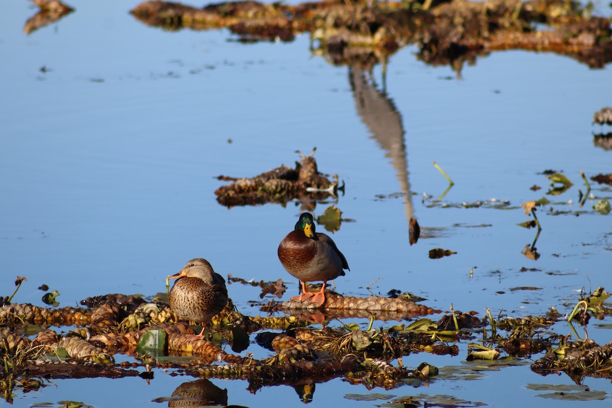 Mallard - ML644159937