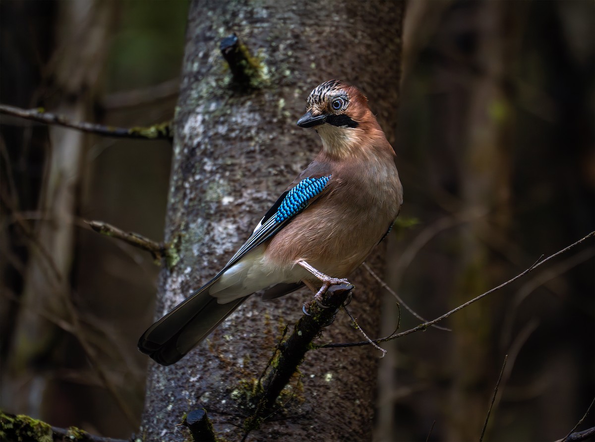 Eurasian Jay - ML644159955