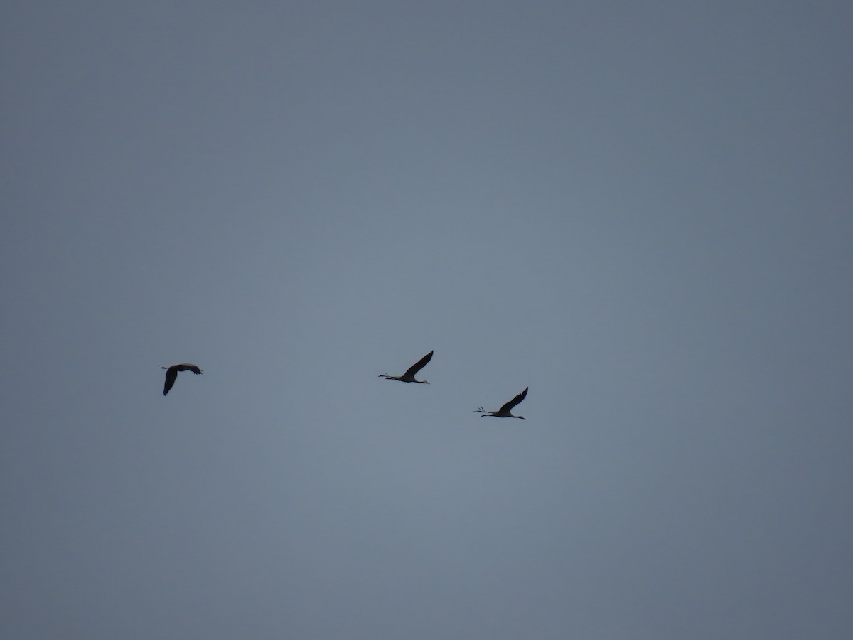 Common Crane - ML644159973