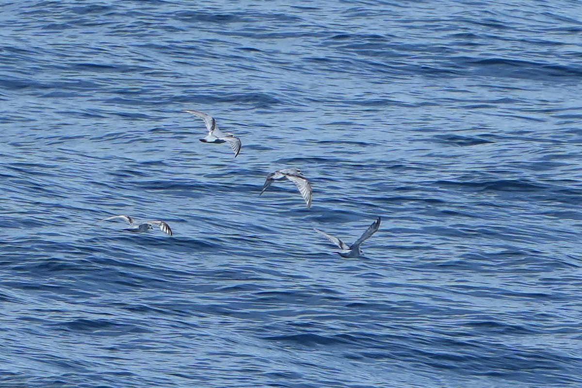 Fairy Prion - ML644159998