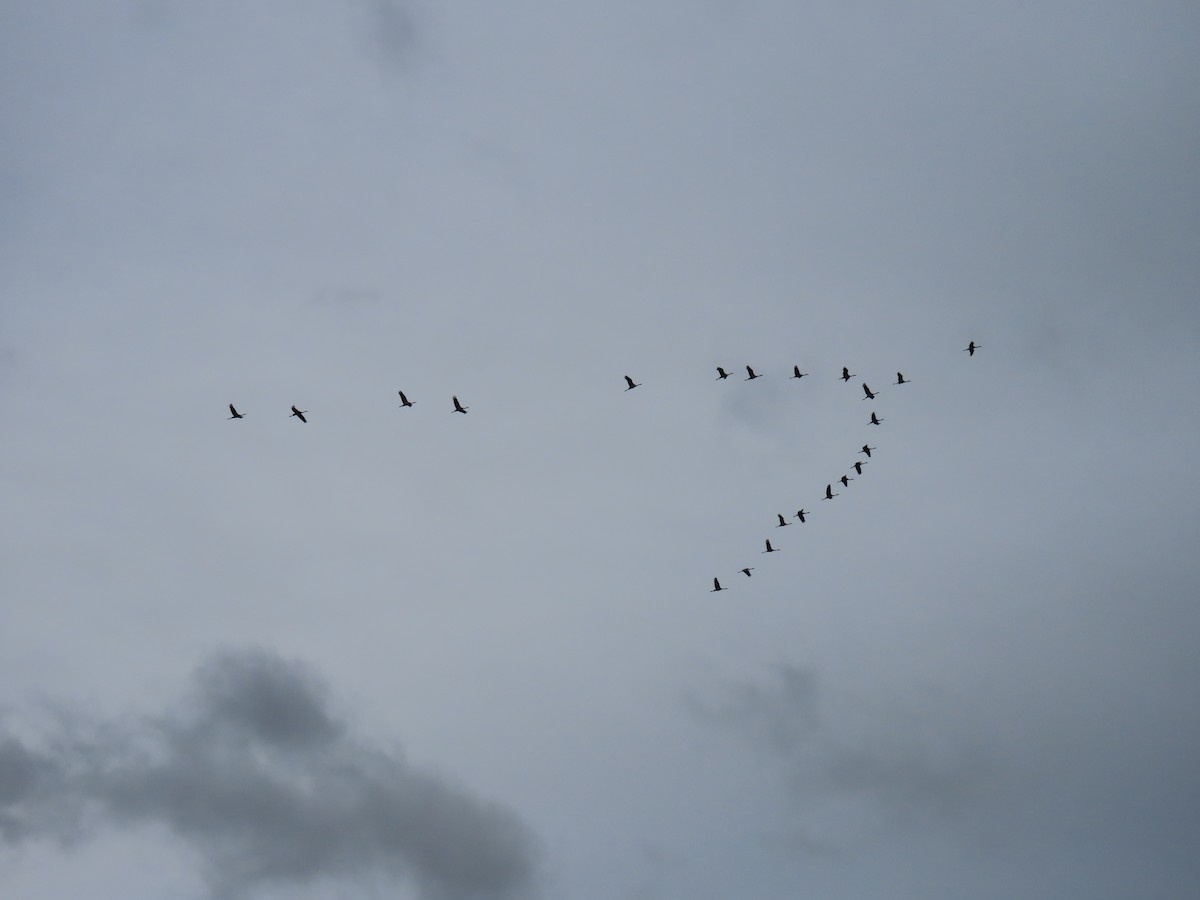 Common Crane - ML644160016