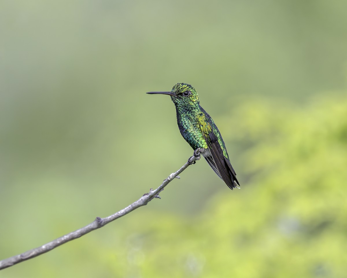 Red-billed Emerald - ML644160026