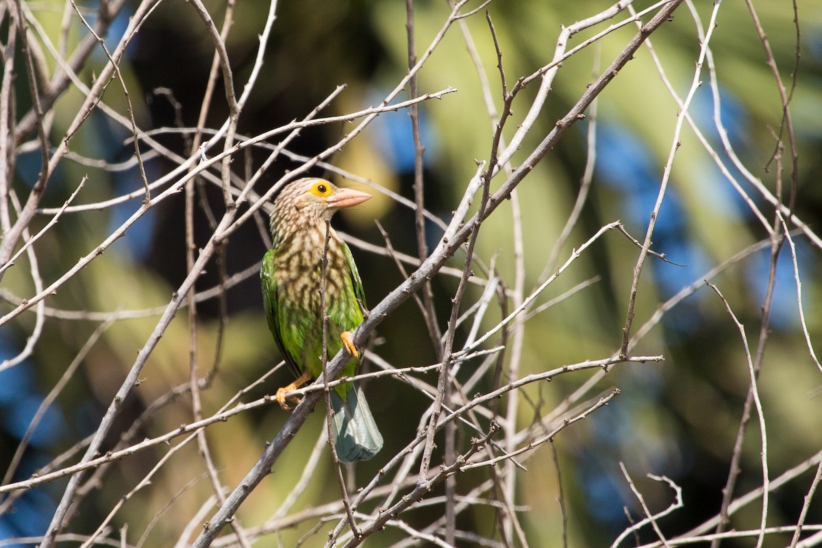 Lineated Barbet - ML644160037