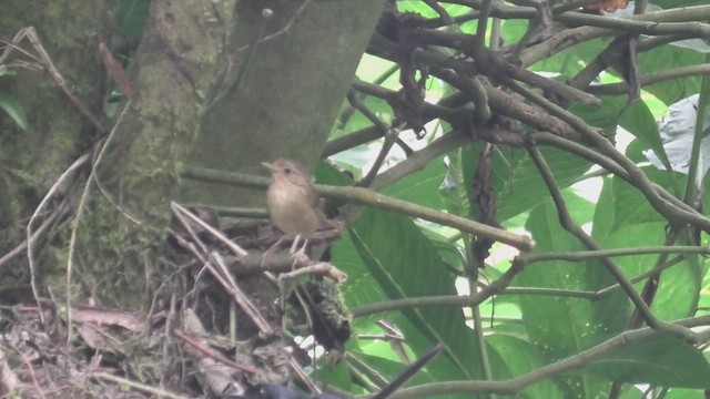Buff-breasted Babbler - ML644160056