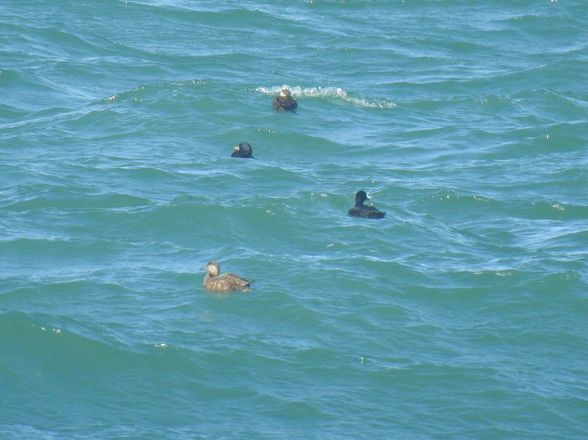 ヨーロッパクロガモ - ML644160065