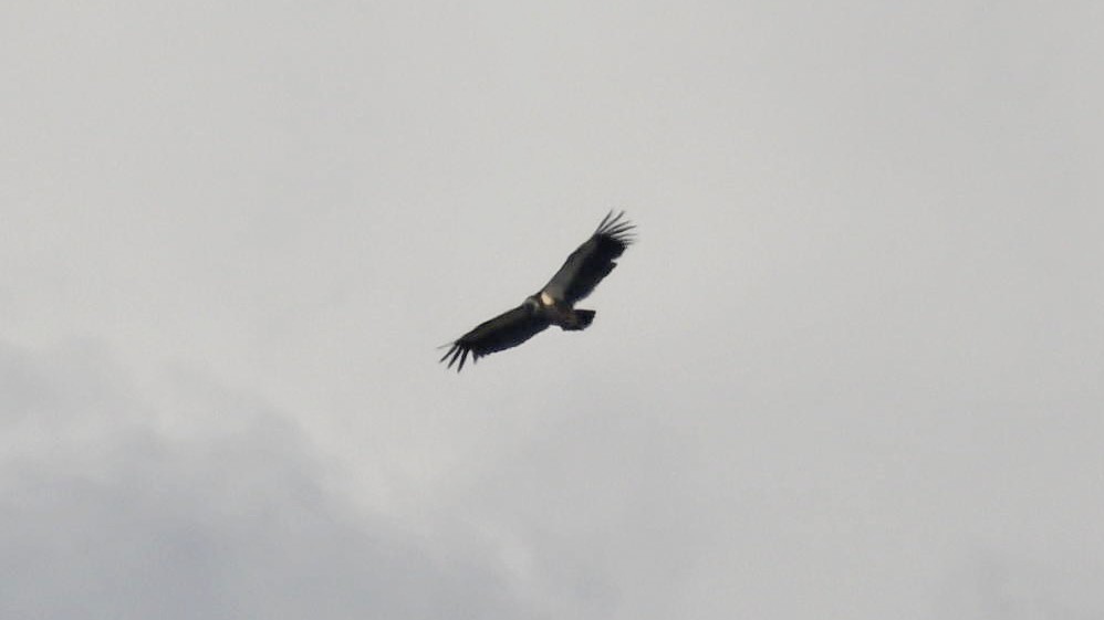 Bengalengeier - ML644160071