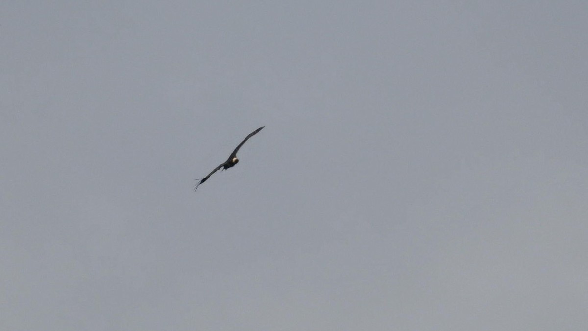 Bengalengeier - ML644160072