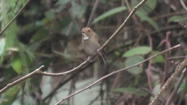 Rufous-browed Flycatcher - ML644160076