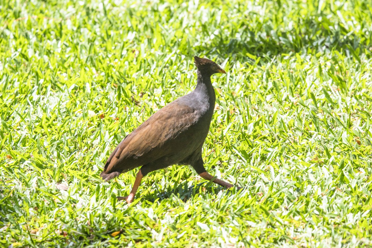 Orange-footed Megapode - ML644160077
