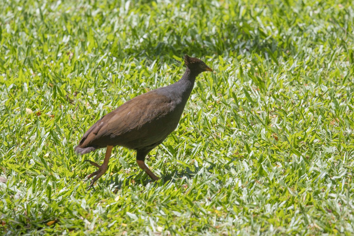 Orange-footed Megapode - ML644160078