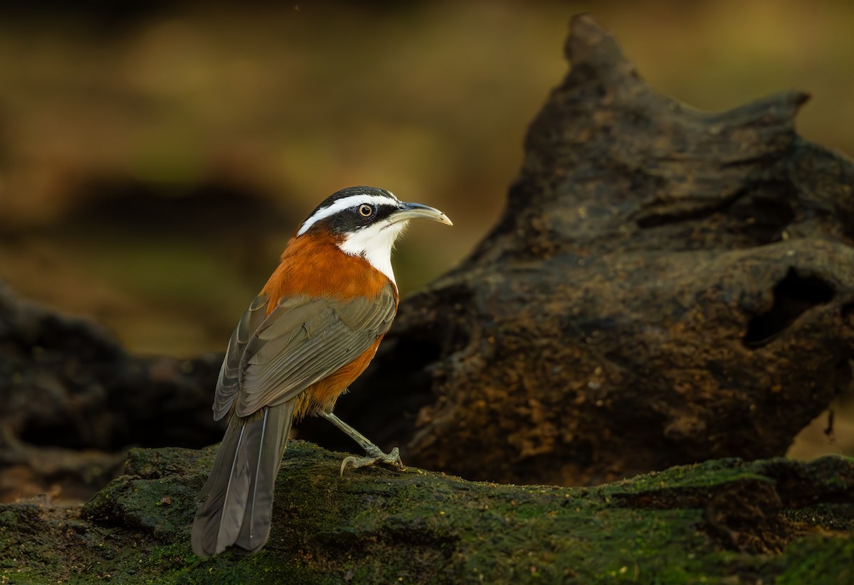 Sunda Scimitar-Babbler - ML644160079